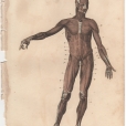 Anatomy, London Encyclopedia, Vol. 2, Plate 3