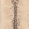 Anatomy, London Encyclopedia, Vol. 2, Plate 7
