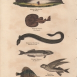 Pisces, Plate 1, London Encyclopaedia, Vol. 17, 1829